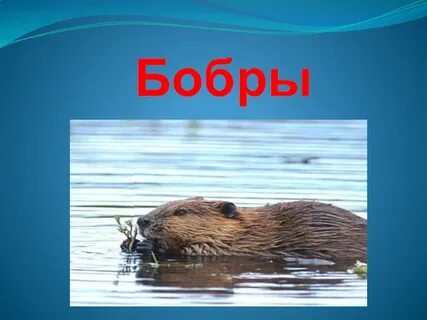 Сообщение о бобре 4 класс окружающий мир