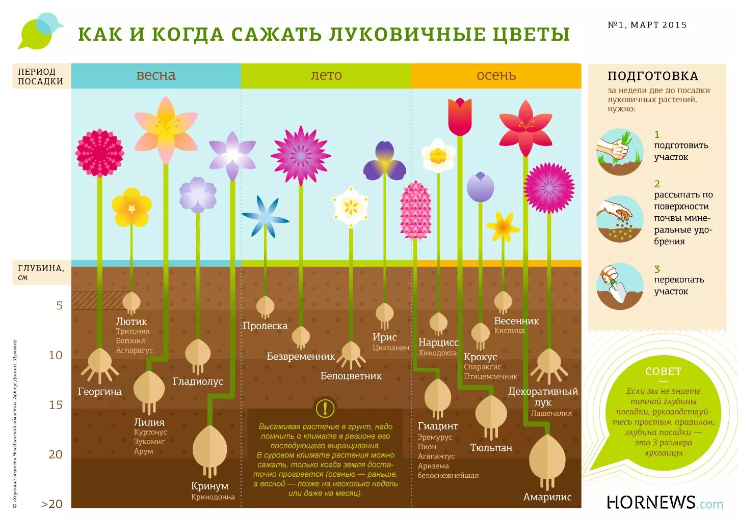 Какие растения высаживают