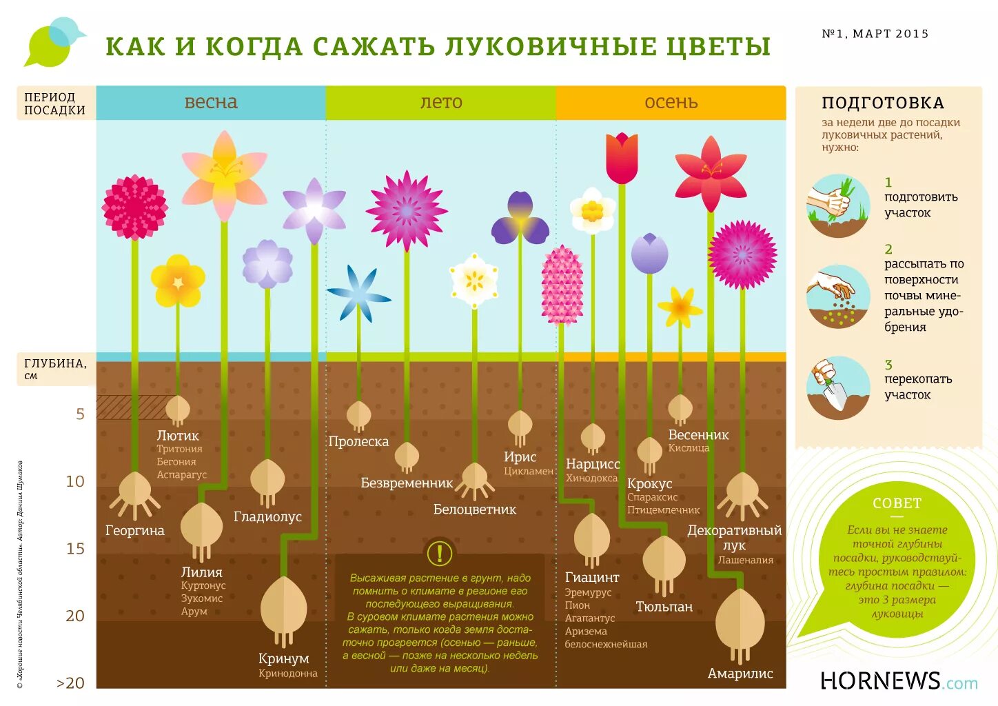 Зацвела какое время. Глубина посадки луковичных цветов. Таблица цветения луковичных. Таблица посадки луковичных. Таблица посадки луковичных цветов.