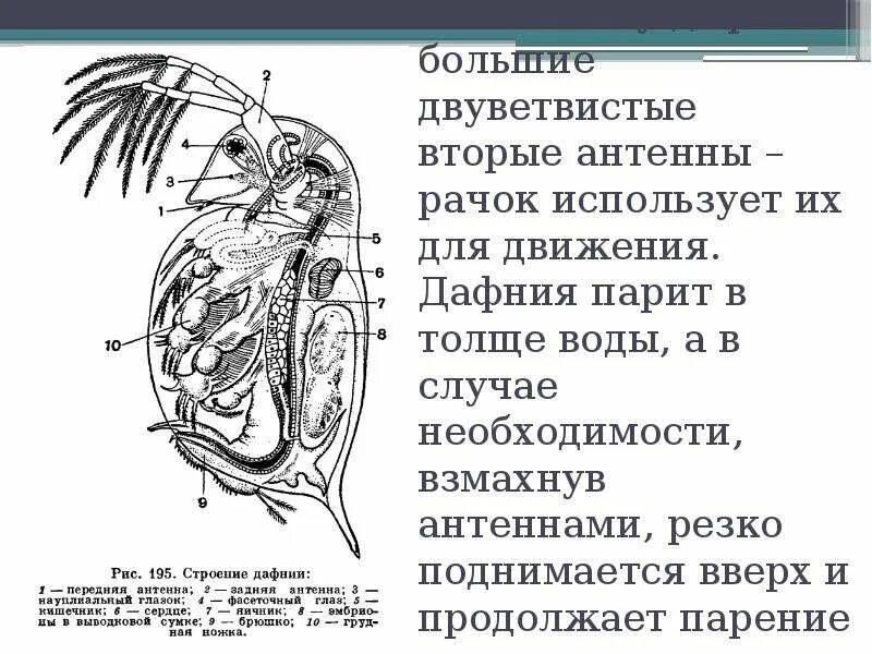 Какой тип кровеносной системы характерен для дафнии. Строение дафнии обыкновенной. Строение дафнии схема. Строение самки дафнии. Внутреннее строение дафнии.