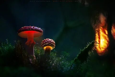 Mushroom 13