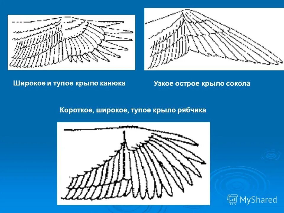падший кастиэль. без огня горит, без крыльев летит, без ног бежит. ответ крылом. летает без крыльев. крылья ангела.