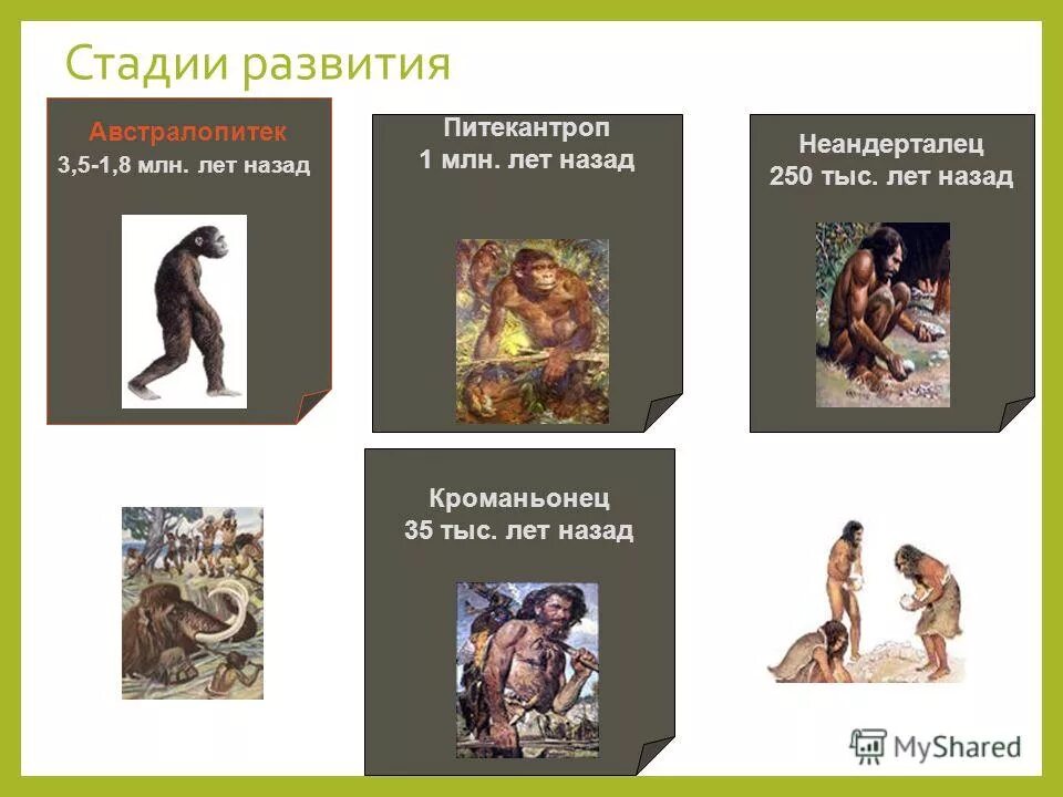 этапы эволюции человека 1. этапы эволюции человека питекантроп. этапы эволюции человека питекантроп. этапы эволюции человека питекантроп. этапы эволюции человека питекантроп.