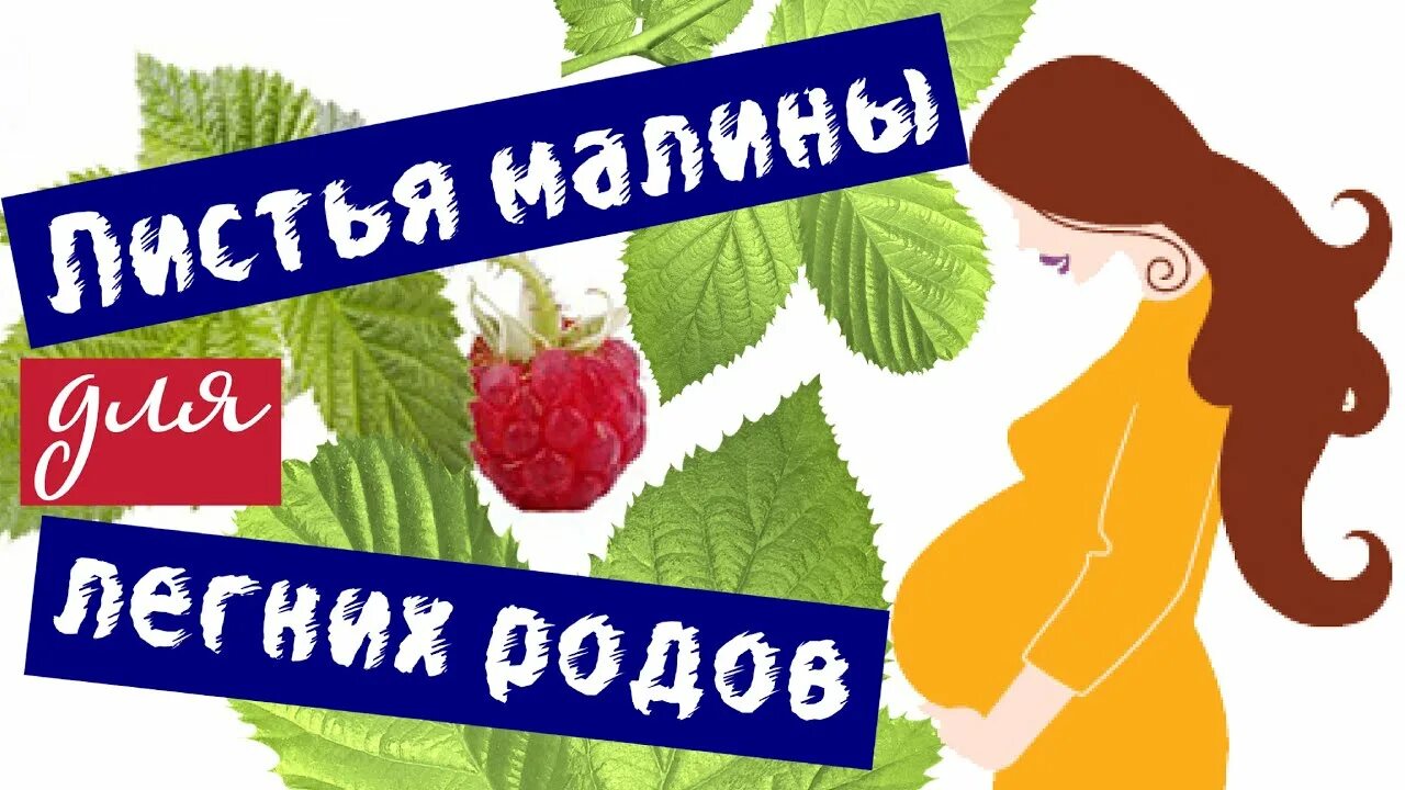 Листья малины перед родами. Листья малины для беременных. Листья малины при беременности. Листья малины при беременности перед родами. Листья малины роды.