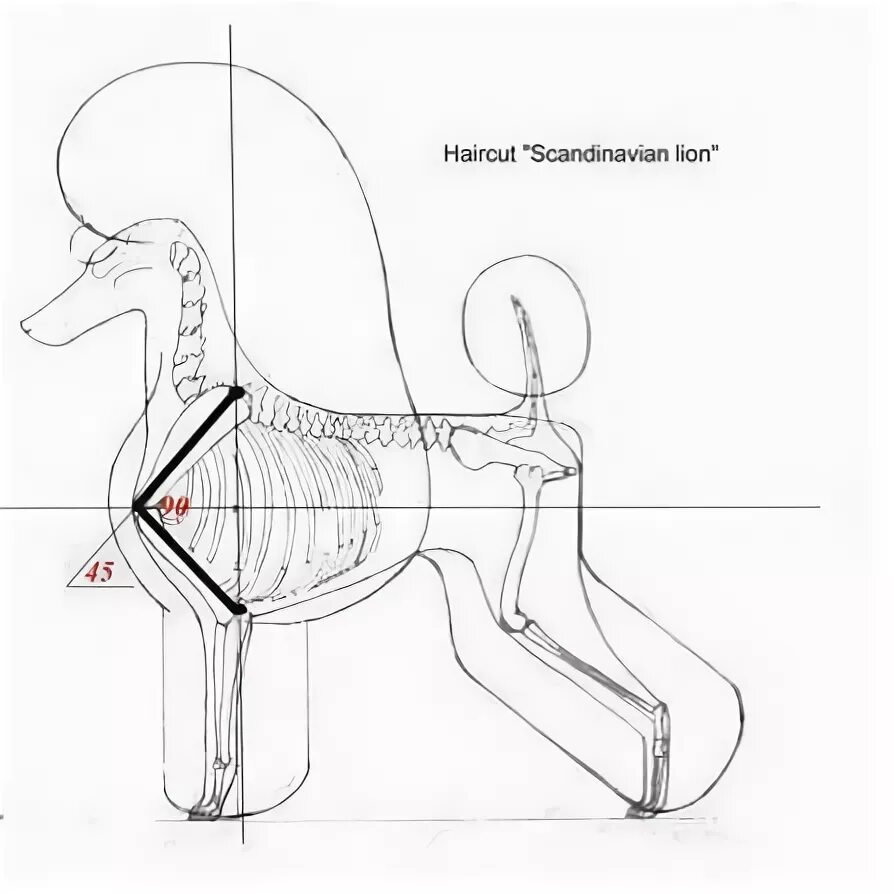 Схема пуделя. Схема стрижки пуделя Скандинавский Лев. Схема стрижки пуделя Скандинавский Лев Бардышева. Схема стрижки пуделя Континенталь. Скандинавский Лев стрижка пуделя малого.
