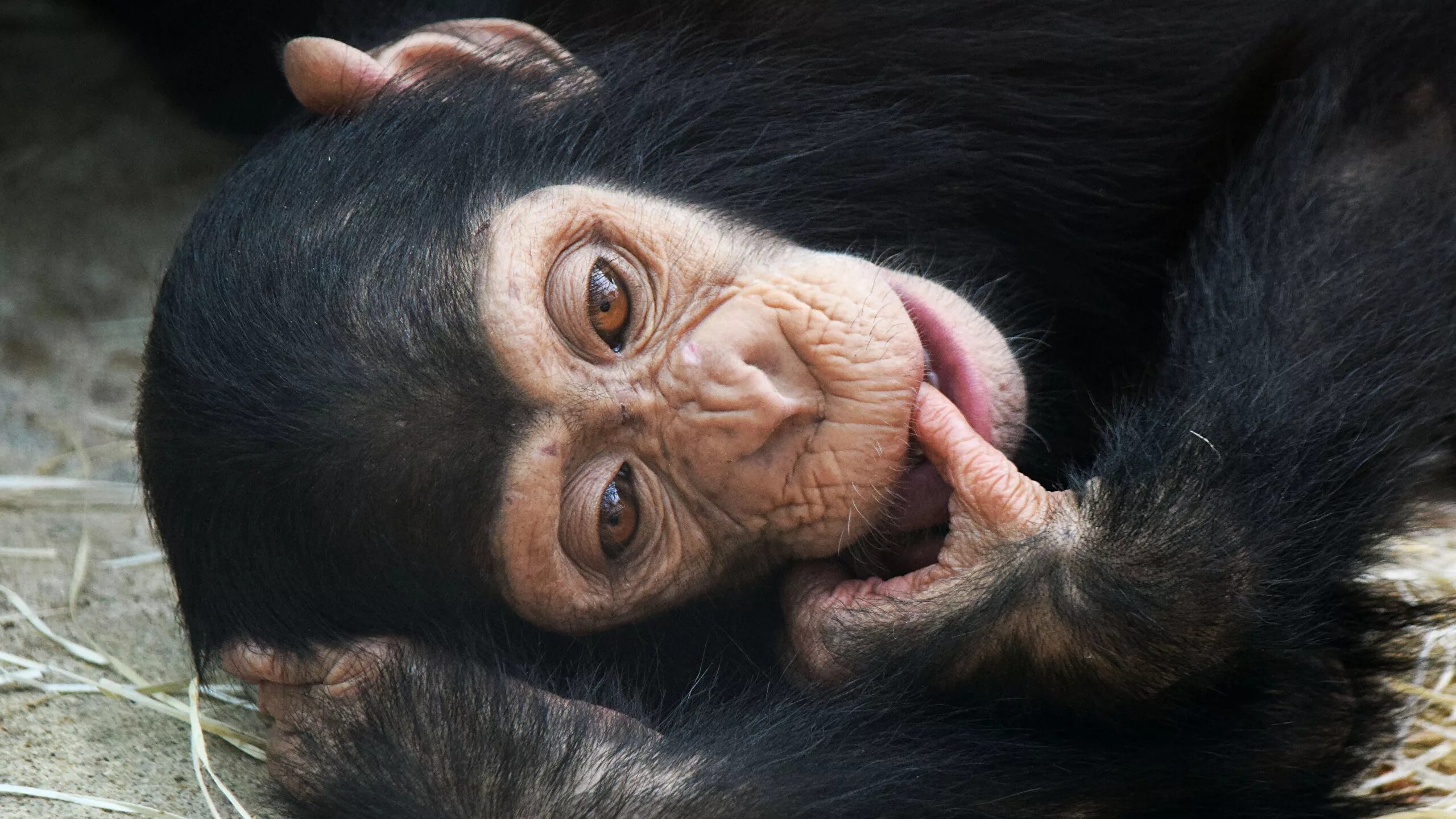 Приматы шимпанзе. Бонобо обезьяна. Кунац меймун. Шимпанзе фото.