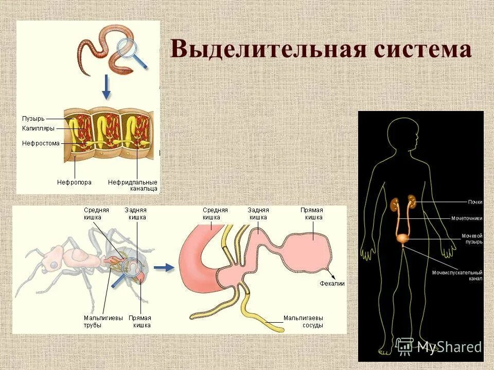 Органы животных 6 класс