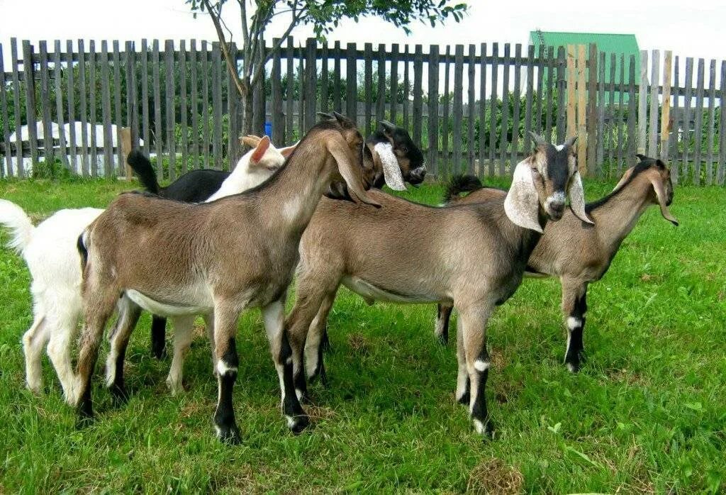 Нубийские козы сколько дают. Англо-нубийская коза. Коза нубийской породы. Породы коз англо-нубийская коза. Чистопородные нубийские козы.