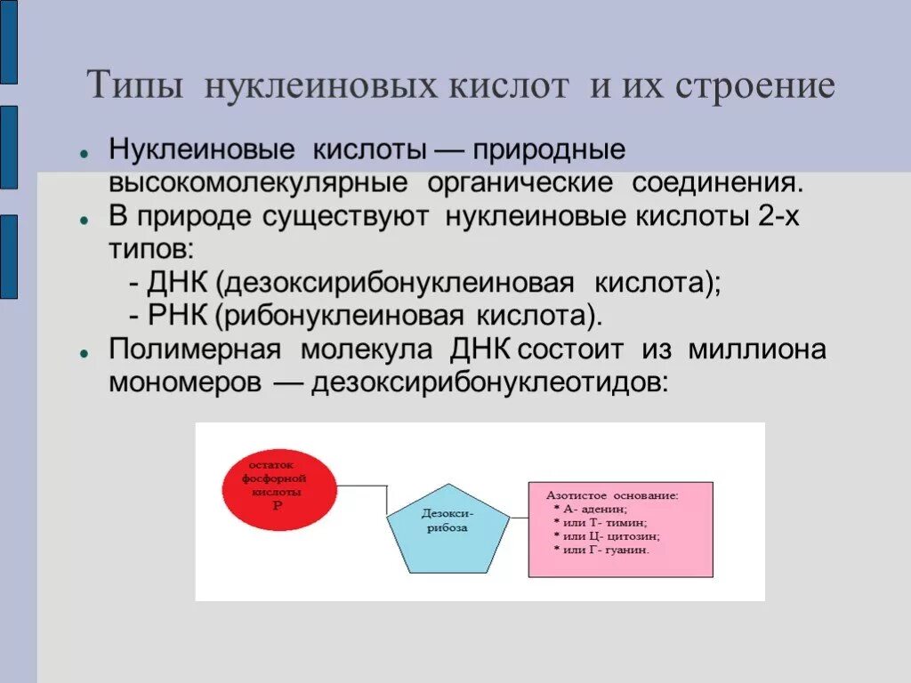 Процесс удвоения молекул нуклеиновых кислот называется. Нуклеиновые кислоты это высокомолекулярные органические соединения. виды нуклеиновых кислот. днк тип высокомолекулярного соединения. местонахождение нуклеиновых кислот.
