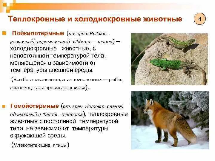 Теплокровными животными называются