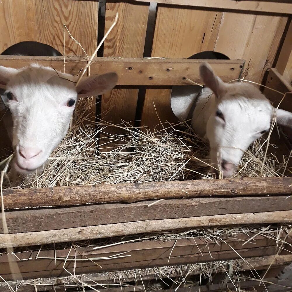 Ясли для коз. Кормушка для коз под сено своими руками. Кормушка для коз под сено своими руками. Щелевая кормушка для коз. Кормушка для коз.