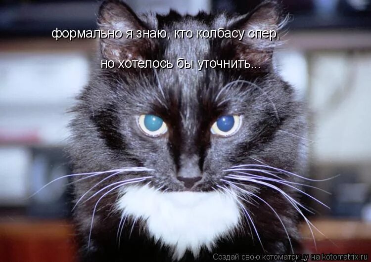 Договор прикол. Хочу уточнить года. Нагадала приколы. Приколы про наглых котов. Договор карикатура.