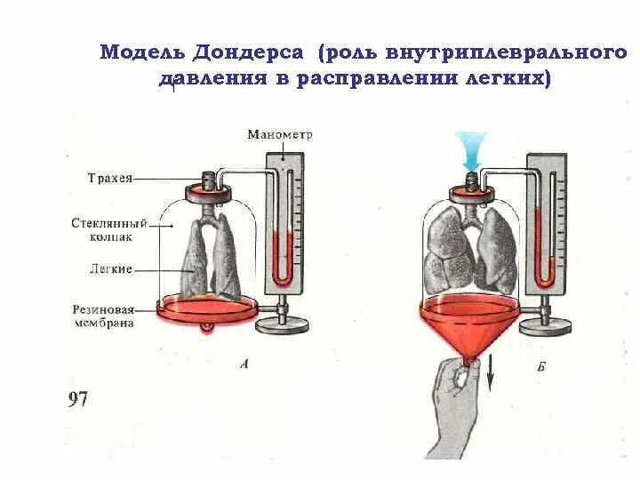 Опыт Дондерса. Механизм вентиляции лёгких модель Дондерса.. 9.1. Модель Дондерса.. Модель Дондерса биология 8 класс.