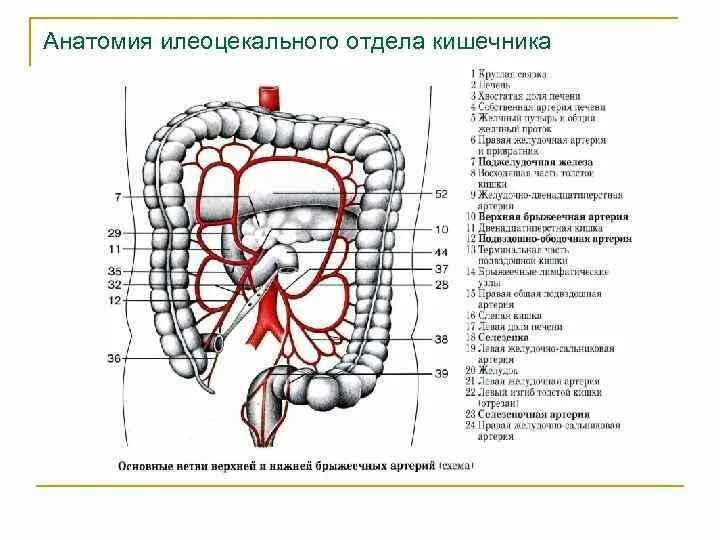 Отверстие слепой кишки. Топографическая анатомия илеоцекального отдела кишечника. Подвздошная кишка человека схема. Топография илеоцекального угла топографическая анатомия. Илеоцекальный клапан анатомия.