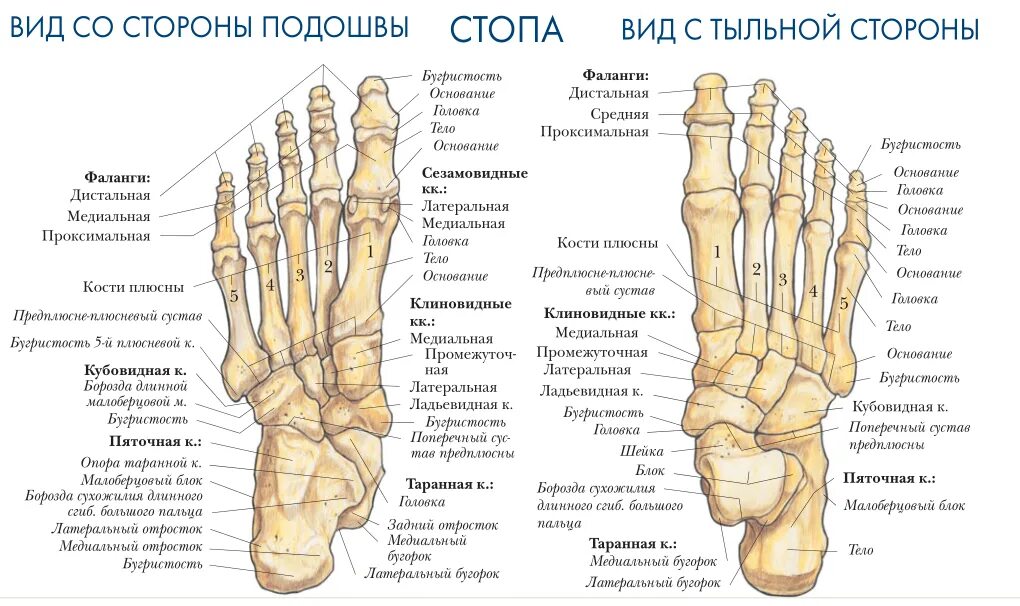 Фаланги стопы. Строение стопы человека кости. Стопа анатомия строение кости. Кости стопы вид сбоку анатомия. Кости стопы строение анатомия на латыни.