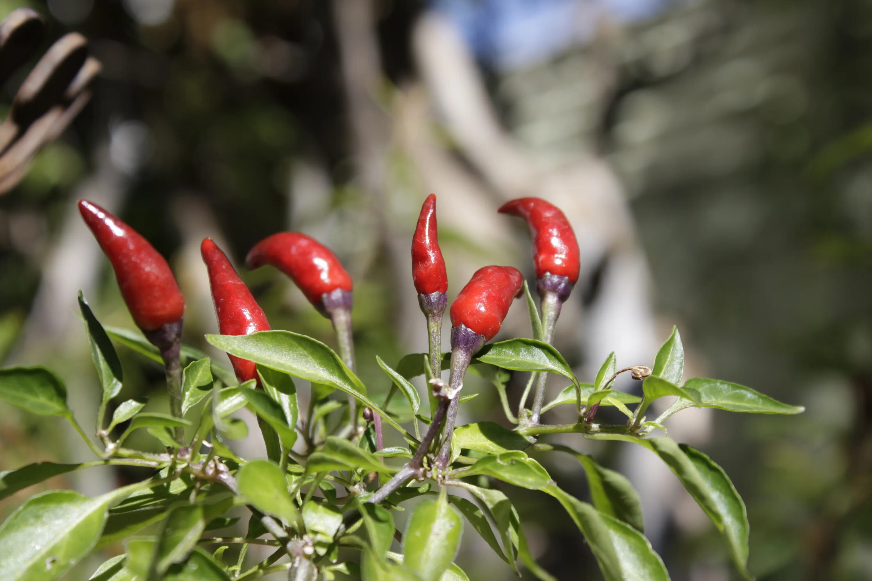 Chilli pepper. Перец Чили растение. Перец красный Чили куст. Куст Чили. Горький перец растение.