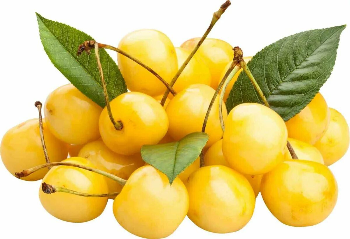 Yellow cherry. черешня янтарная. черешня рондо. черешня желтая. черешня желтая россошанская.