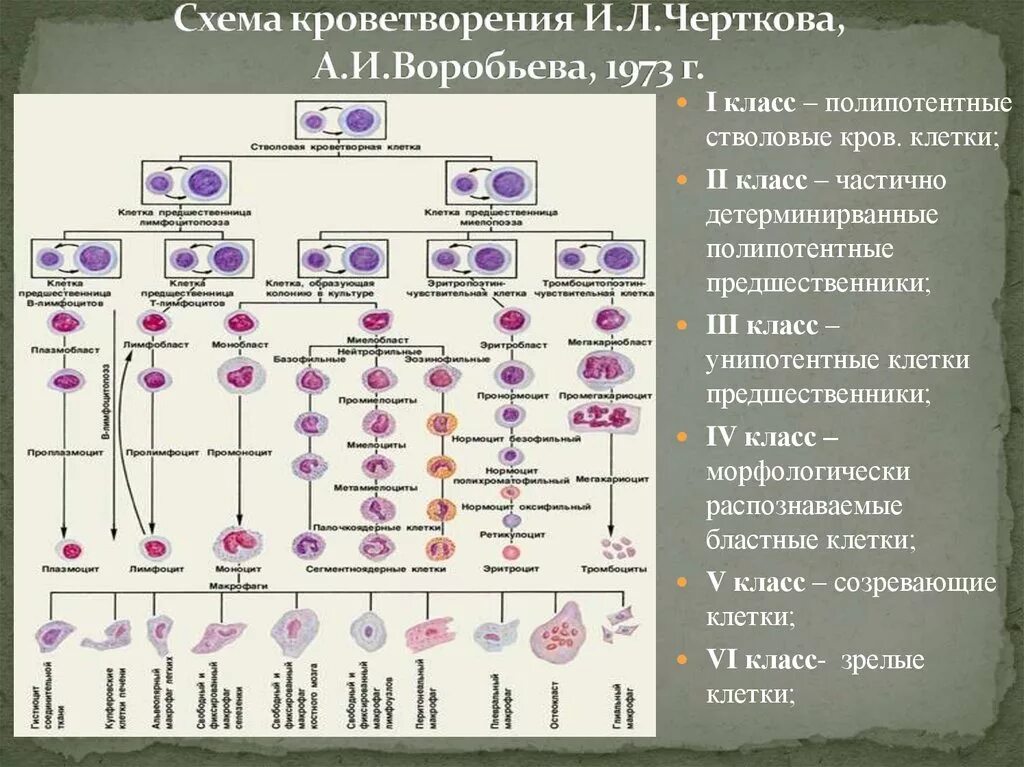 Стадии развития крови. Схема кроветворения и.л.Чертков а.и.воробьёв. Кровь схема кроветворения по и.л Черткову а.и Воробьеву. Схема кроветворения (и. л. Чертков и а. и. Воробьев, 1973 г.).. Схема кроветворения и л Чертков и а и Воробьев.