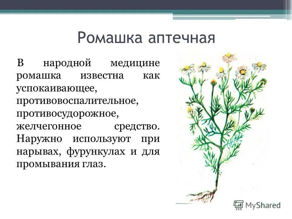 Ромашка лекарственная тип питания. Описание аптечная Ромашка лекарственная. Ромашка лекарственная описание растения. Лечебные растения Ромашка описание. Ромашка лекарственная строение.