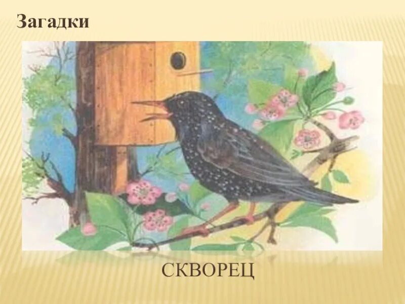 Куприн скворцы иллюстрации. Белов скворцы. Белов скворцы иллюстрации. Загадка про скворца. Куприн скворцы читать полностью