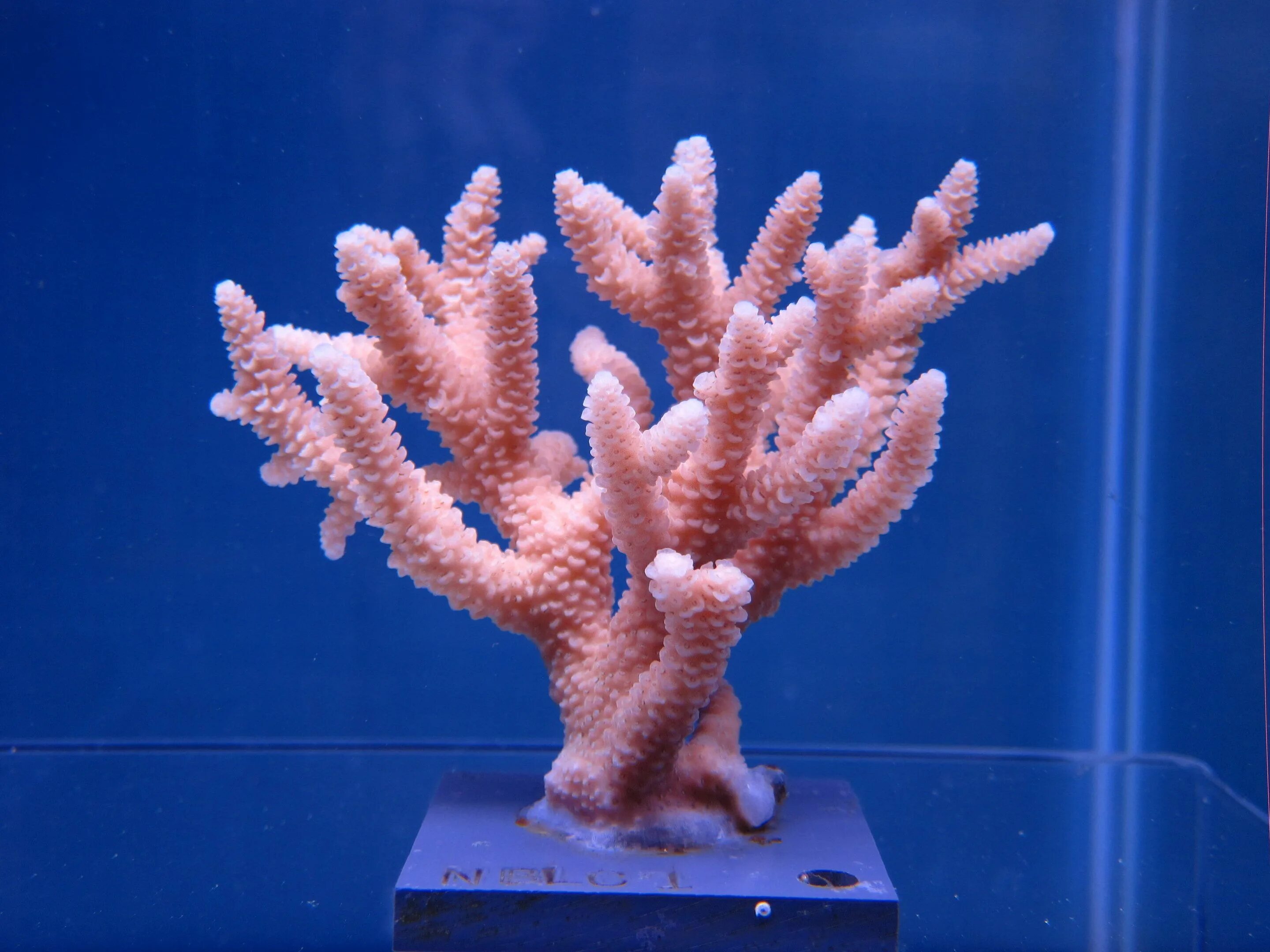Коралл Стагхорн. Кустистый коралл. Акропора humilis. Саркофитон коралл.