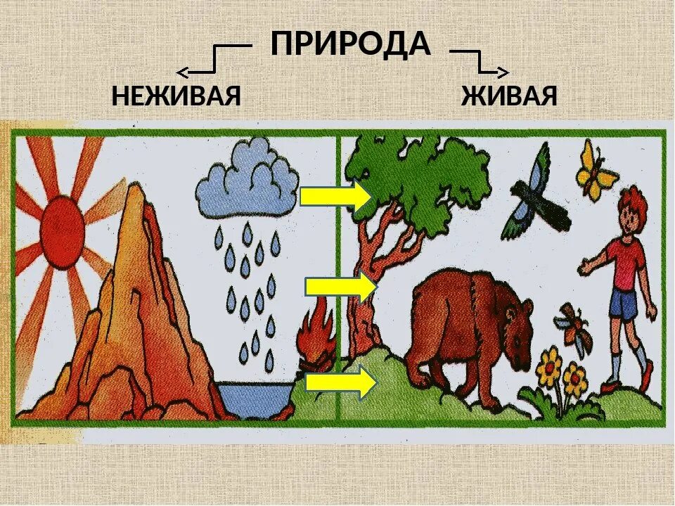 Природные связи между объектами. Живая и неживая природа. Взаимосвязь живой и неживой природы. Живая и не мивая природа. Связь между живой и неживой природой.