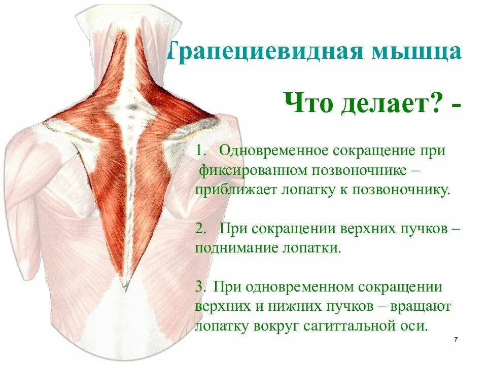 Трапециевидная функция. Пучки трапециевидной мышцы. Строение трапециевидной мышцы. Верхние пучки трапециевидной мышцы. Верхняя трапециевидная мышца.