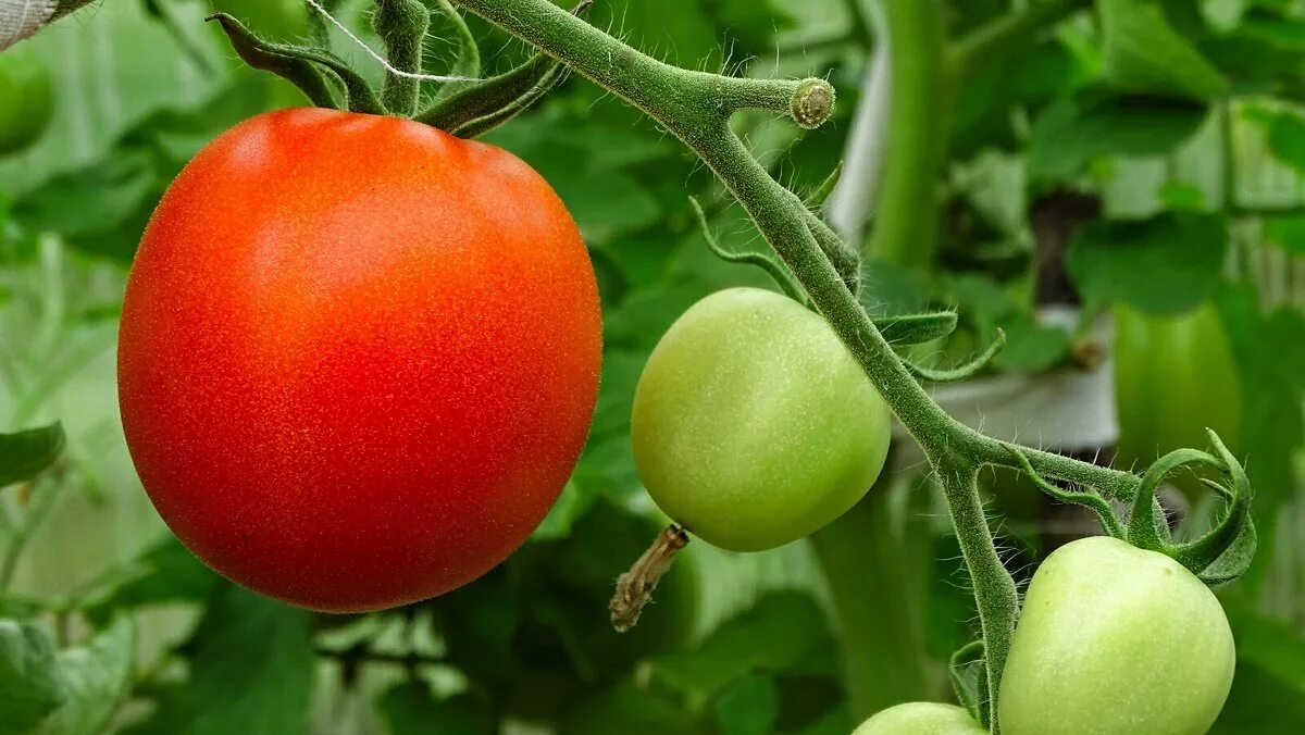 томат евпатор. отвечаю помидоры сажа. томаты в огороде. сочный помидор. помидоры сорта для московской области.