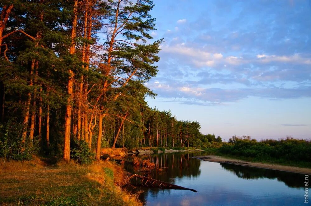 сосновый бор озеро. вилли улей ступино. сосновый бор свердловская область. река лето сосны звенигород. озеро гора орехово-зуевского района.