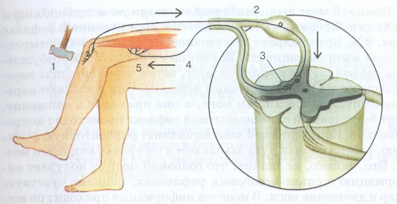 Рис 125 коленный рефлекс. Коленный рефлекс схема без подписей. Коленный рефлекс рисунок 125. Рефлекторная дуга коленного рефлекса. Рефлекторной дуги коленного рефлекса человека