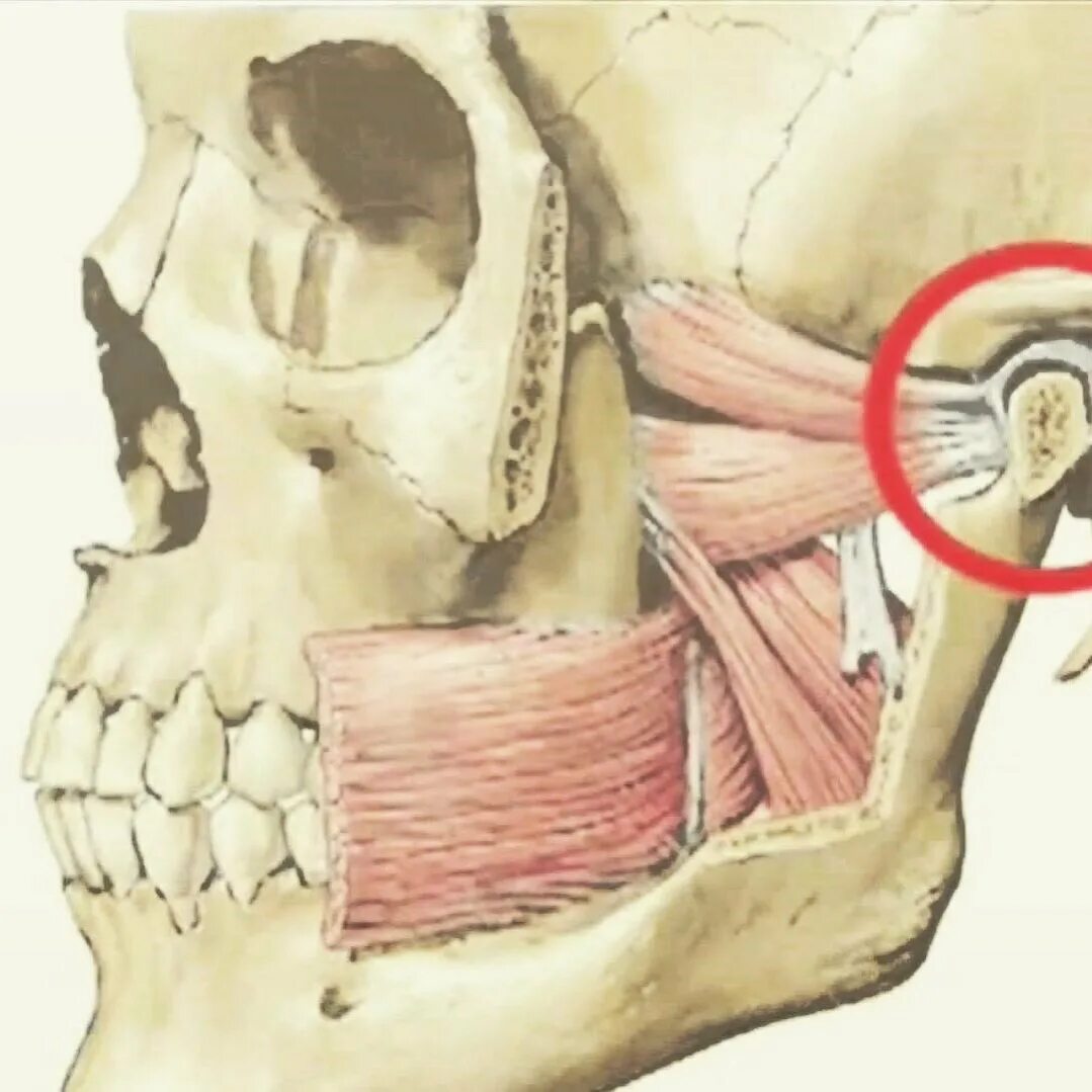 Боль в челюсти. Шиловидный отросток челюсти. Мышцы ВНЧС стоматология. Челюстно лицевой сустав анатомия.