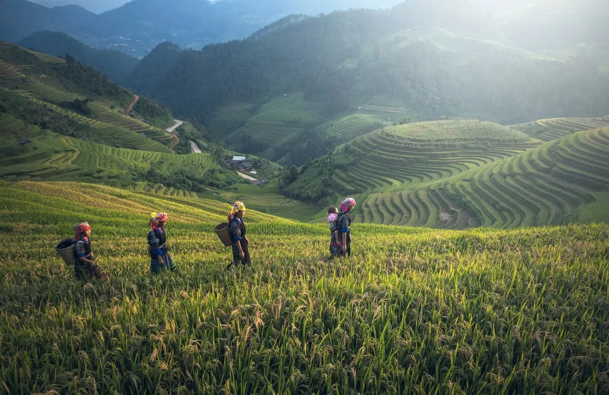 Природа культуры является. Бали Индонезия чайные плантации. Рисовые поля Лаос. Вьетнам чайные плантации. Мьянма чайные плантации.