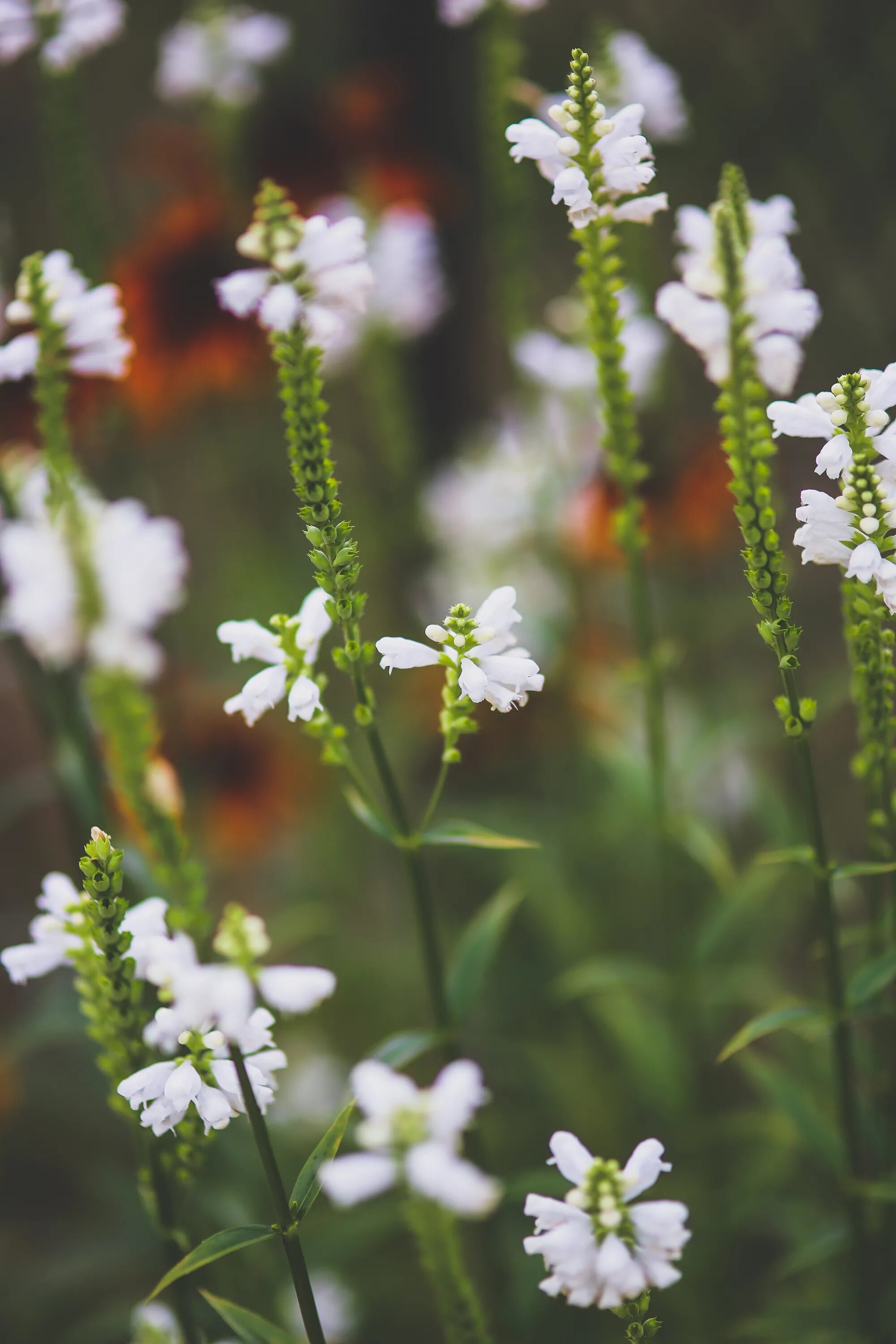 Низкое растение с белыми цветами. Полевые цветы. Полевые цветы душистые. Мелкие белые полевые цветы. Полевые цветы с маленькими белыми цветочками.