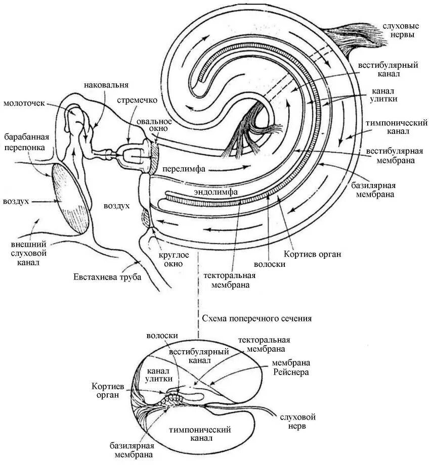 Схема распространения звуковых колебаний в улитке. Схема прохождения звуковой волны. Канал улитки схема. Схема прохождения звука через ухо.