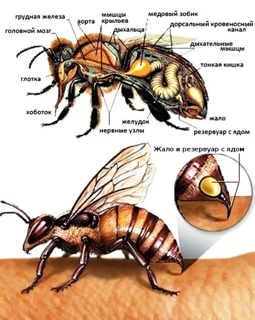 Ядовитые железы пчелы. Укус пчелы первая помощь. Сколько укусов пчел