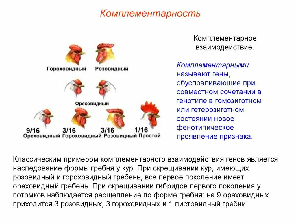 При скрещивание курицы с листовидным. Тип наследования комплементарность. Комплементарное взаимодействие неаллельных. Комплементарность Тип взаимодействия генов. Комплементарное взаимодействие генов кратко.