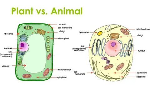Cell name