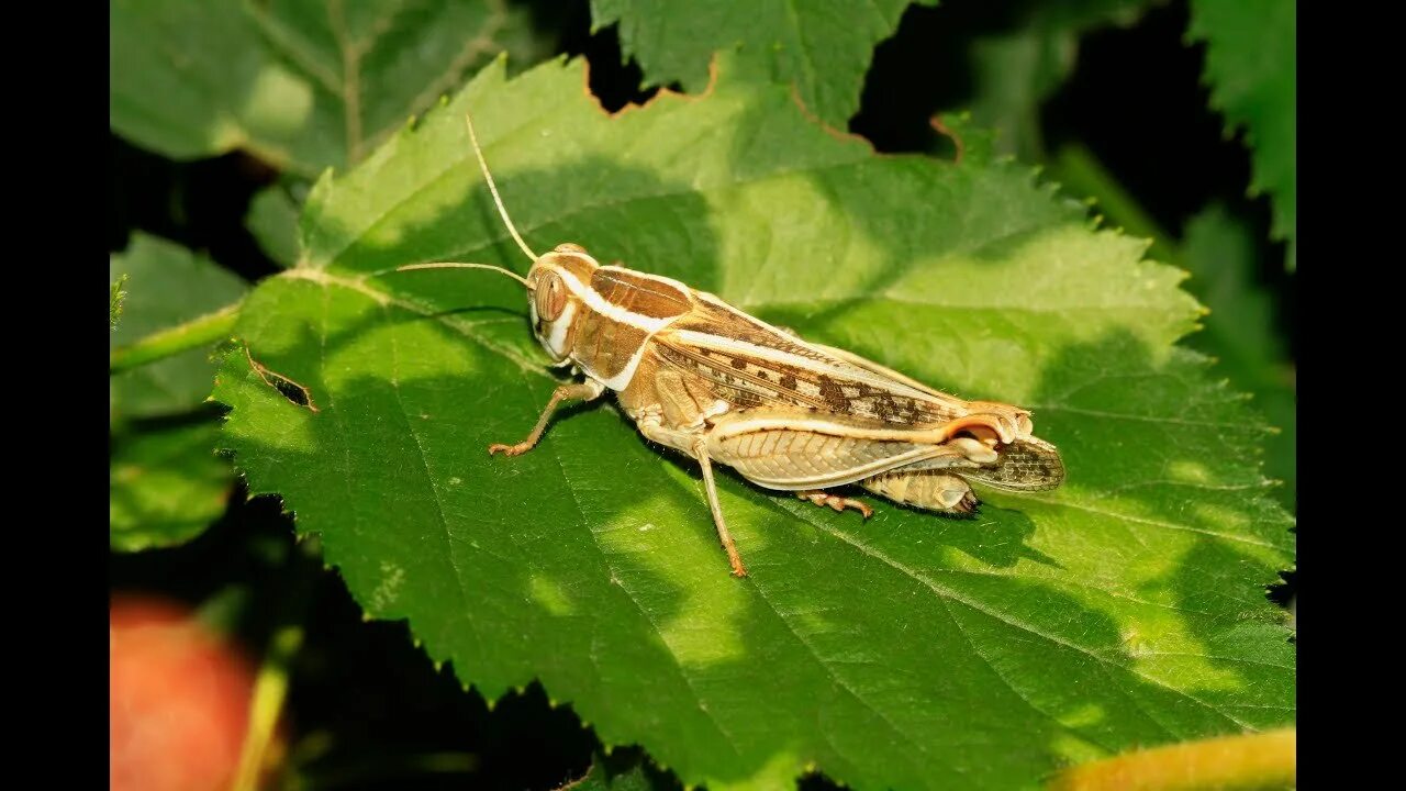 Прус итальянский (Calliptamus italicus). Итальянский Прус Саранча. Личинка итальянского Пруса. Кобылки-Прусы.