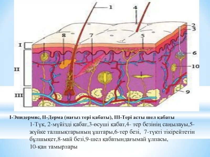 Эпидермис кожи мезодерма