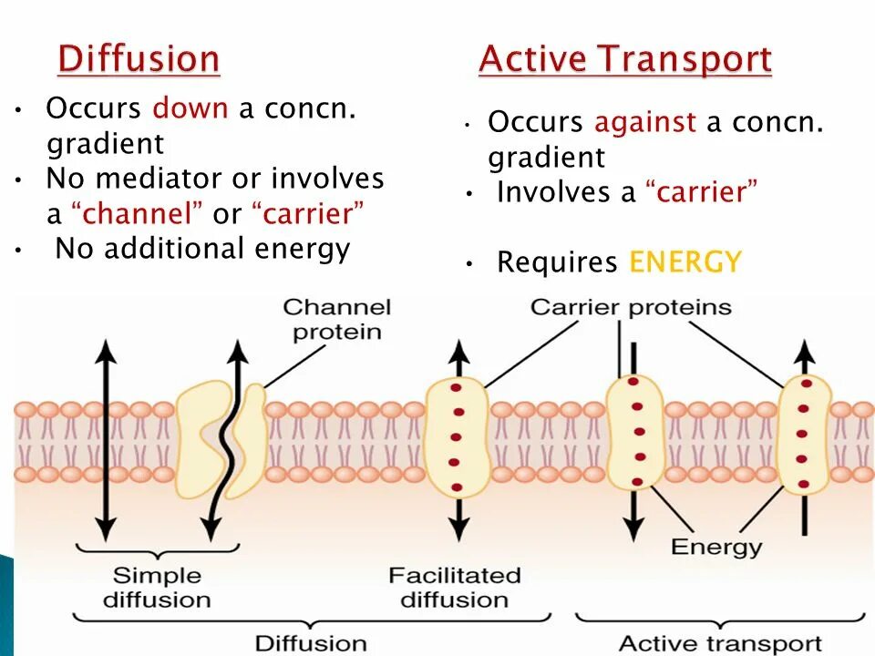 Facilitated diffusion and Active transport. Активный транспорт это в фармакологии. Types of membrane transport. Stable diffusion стадии.