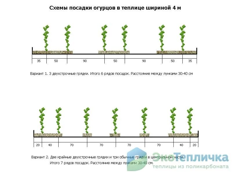 Расстояние между огурцами при посадке. Схема посадки томатов в теплице. Посадка помидор в теплице схема посадки. Схема высадки томатов в теплице 3х6. Схема посадки огурцов в закрытом грунте.