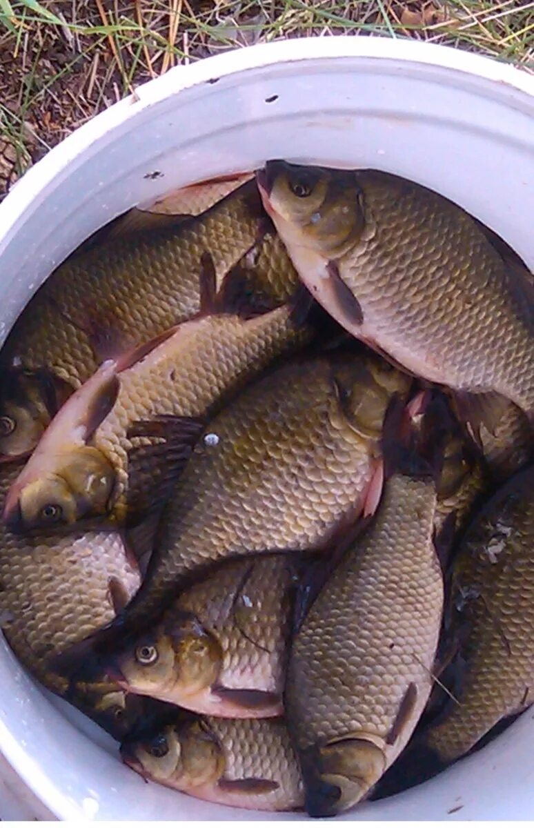 Ловля карпов и карасей. Карп (Cyprinus Carpio). Сазан (Cyprinus Carpio). Сазан Линь карась. Карп сазан и толстолоб.