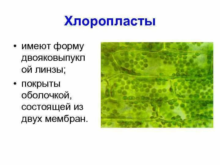 Много хлоропластов. Хлоропласты в животной клетке. Форма хлоропластов. Хлоропласты у амебы. Хлоропласты у животных.