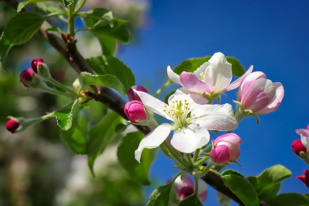 Яблоня Evereste. Яблоня Эверест цветки. Яблоневый цвет Malus. Яблоня Орлик цветет.