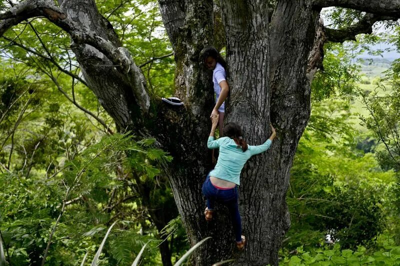 I am in a tree. Climb a tree. climbing on the tree. climb up the tree. climb a tree картинка.