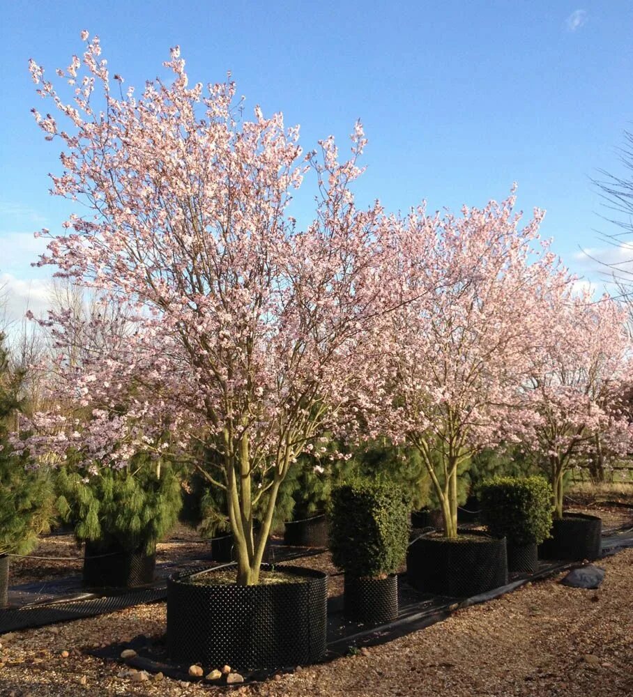 Слива нигра описание. Прунус Писсарди. Алыча (Prunus cerasifera). Слива Писсарди. Слива краснолистная Писсарди.