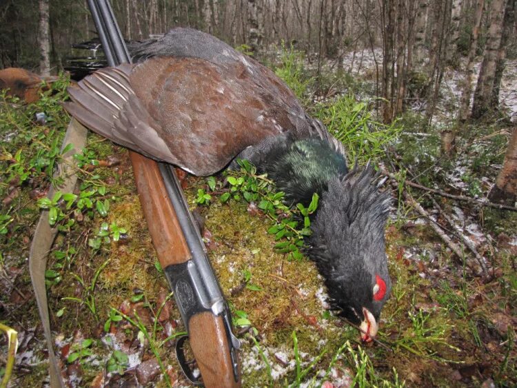 глухариные зори