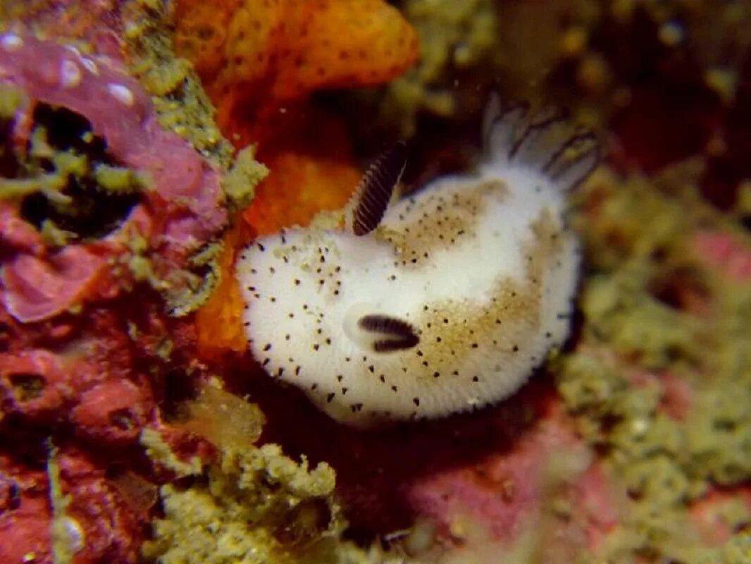 Морской СЛИЗНЯК кролик. СЛИЗЕНЬ Jorunna Parva. Морской СЛИЗНЯК Jorunna. Морской кролик, Jorunna Parva.. Морской кролик домашний