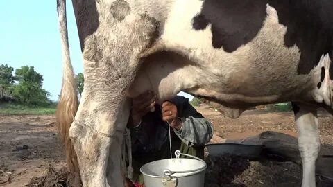 Young women milking the cow at there farm in india (meghpur) .