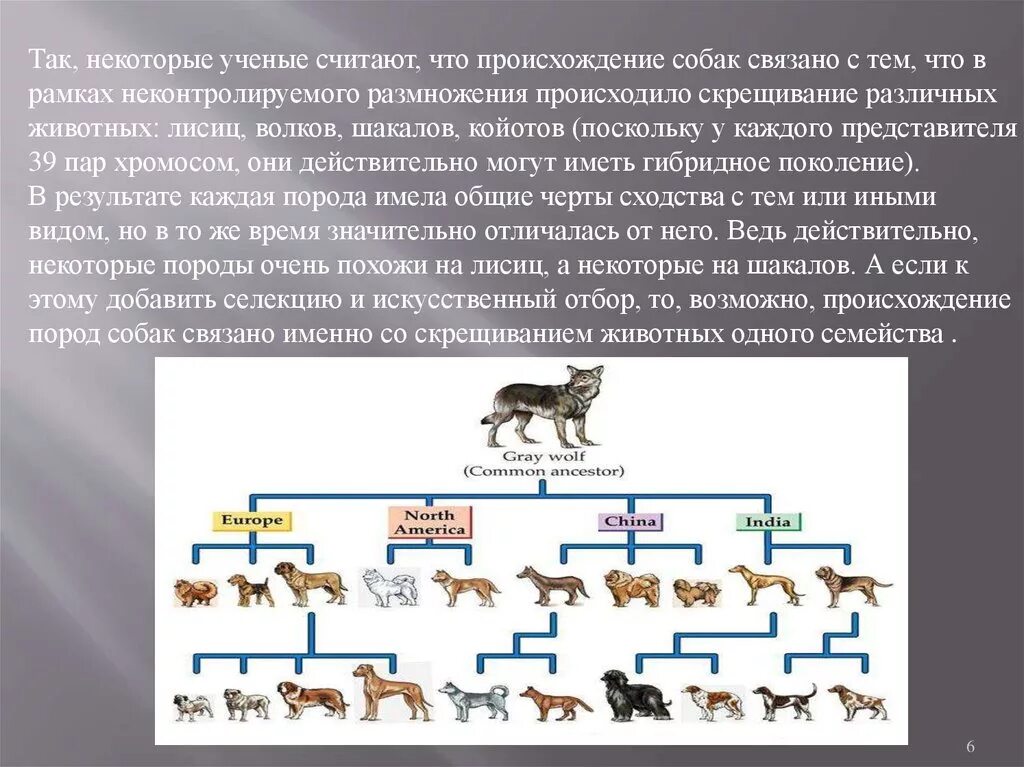 Происхождение пород собак. Схема происхождения собак. История происхождения собак. От кого произошли собаки. Собаки произошли от волков